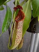 Nepenthes [(x rokko) x veitchii)] x fusca